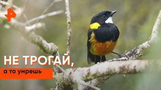 «Загадки человечества»: не трогай, а то умрешь