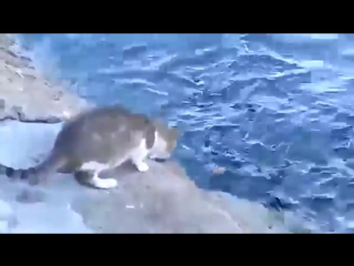 Кот ловит рыбу