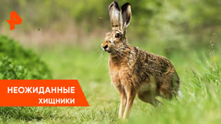 "Загадки человечества": неожиданные хищники